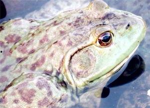 爆料田鸡饲养视频教程下载,视频教程带你轻松入门 第3张 爆料田鸡饲养视频教程下载,视频教程带你轻松入门 第3张